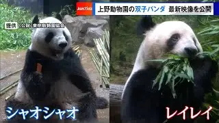 上野動物園の双子パンダ　最新映像を公開