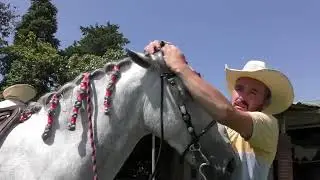 Mi Caballo en Venta  ♞  Cuadra Ortiz II
