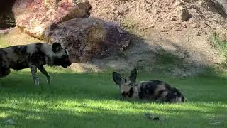 Wildlife World Zoo Welcomes African Wild Dogs & Red and White Giant Flying Squirrels!!!
