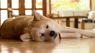 Everything You Need to Know About The Japanese Akita Inu