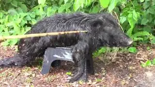 Atlatl (spear) & Stone point penetration test on a Pig.