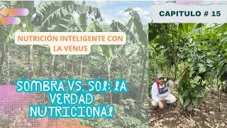 ¿Sombra o sol para producir mejor café? #NutriciónInteligente #cafe 