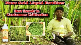 🔶Cardamom Cultivation🔶Nano Gold Liquid Fertilizer🔶Malayalam Kerala ஏலக்காய் விவசாயம் ☎️8125024704