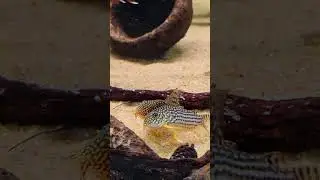 sterbai corydoras #aquarium #catfish #corydoras