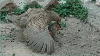 Teetar Breed | Dakhni Teetar Mating Video | Teetar | Dakhni teetar Crossing | Bird Crossing video |