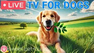 🔴24 Hours of Dog TV🎵🐶Calming Music for Dog Sleep🐾🩷Soothing Music for Dogs with Stress and Anxiety
