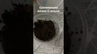 паук брахипельма ваганс