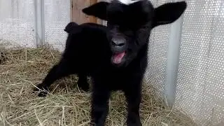 Baby goat yawn