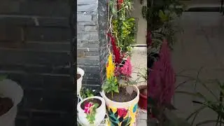 A Hidden Garden Gem in Indore | Hemantika&rsquo;s Creative DIY Garden 🌱#shorts