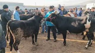 МОЛБОЗОРИ ДУШАНБЕ Ленски ГОВИ ПЕШИ БОЗОР ШИРТЕ ВА ГУСАЛА. 14.2026