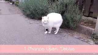 ✨ I Chance Upon Dottie ✨
