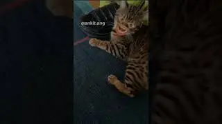 cat Savage reply 😼🤣 #kgrider