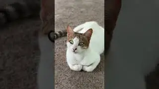 [cat,india,love,family,viral] #cats #viral #nature #reel #love #instagram #catshorts #catholic