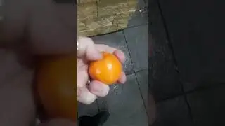 Hack for peeling an orange. No knife and no mess.