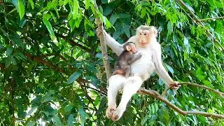 Beautiful Mom And cute baby, How good looking Rose & Rex , Rose is holding Rex swing on branch