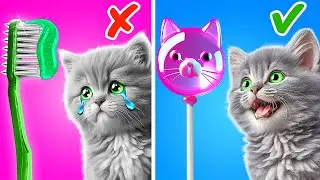 I Saved a Cat From Dental Caries 🐾 Best Crafts and Fidgets for Your Fluffy Friend by Catzooka