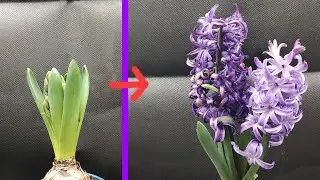 Purple Hyacinth Time Lapse - 18 Days Flowering/Blooming