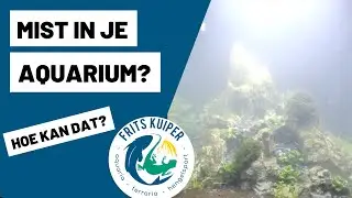 Help! Mijn aquarium is mistig – oorzaak en oplossing uitgelegd