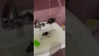 купание крысы