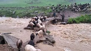Organic Nepali Himalayan Village Life in Nepal |  Shepherd Food Cooking | Shepherd Life |