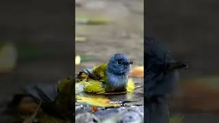 Sparrow and Dove Birds Amazing Facts Peaceful Sounds Nature Short Video #facts #pakistan