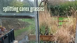 Splitting carex type grasses