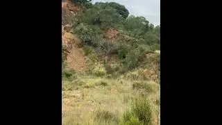 Spotted Eagle Owl attacks Lion | Kariega Game Reserve