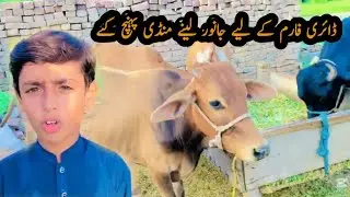 Apne dairy farm klye janwar leny mundii gye || Zainu Khan velogs|| village Life &bull;| 