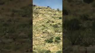 Solid Shot 🔥 Aoudad Sheep Hunting!! Chihuahua, Mexico 🇲🇽 El Grande Outfitters