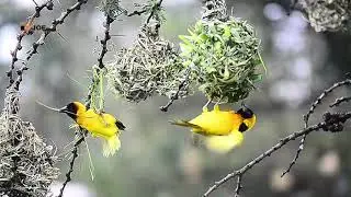 Bird watching in Lake Baringo