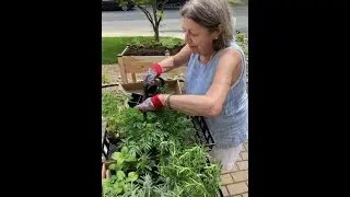The Wellness Garden in Devon enhances meals at Surrey