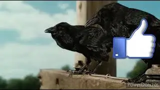 मूर्ख कावा भुट्टा खाने की कोशिश करता है mad crow