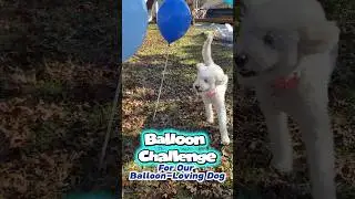 POV: Backyard Balloon Challenge with a Balloon-Loving Dog 🎈😂  #dog #outdoors #games
