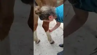 How To: Trim Fetlocks