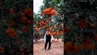 Enjoy the beautiful Orange Farming in China Village farm village life nature #shorts #nature #fruit