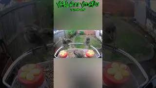 Three's company &ndash; Sparrow meetup at the feeder! #backyardbirds #birdcommunity #wildlife