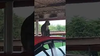 Relaxing Moments Of Lonely Wild Monkey