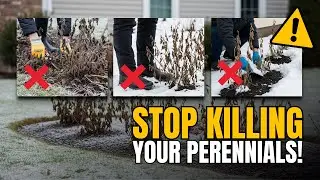 These 5 January Mistakes Ruin Perennials Every Year (Don’t Do This)