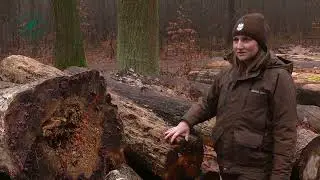 Plan na las | odcinek 3: Gospodarka leśna i ochrona przyrody 🌲🌳