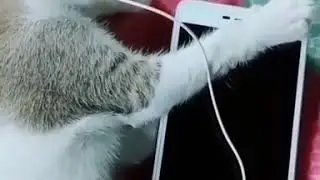 Cat wearing headphones