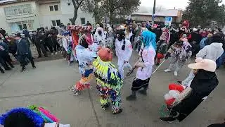 Cerbul din Victoria 2024