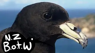 Black petrel - New Zealand Bird of the Week