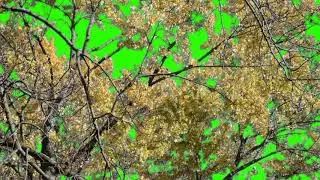 FREE HD Green Screen - FALL TREES BLOWING IN THE WIND -1