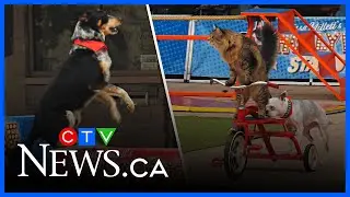 WATCH: Balance, poise, and paws: animal stunt show comes to Cambridge