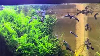 SWAMP TANK Java Moss, Subwassertang & Dumbo ear guppies (No water changes)