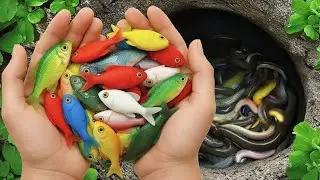 Catch Beautiful Ornamental Fish In Tiny Pond, Knife Fish, Freshwater Batfish, Koi, Catfish, Goldfish