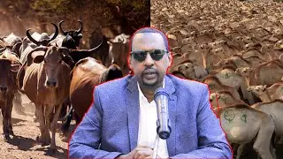 Gudoomiyaha iyo Mulkiilaha Maxjarka Wadaniga ee Caafimaadka Xoolaha Berbera Mustafe Cabdi Cawad
