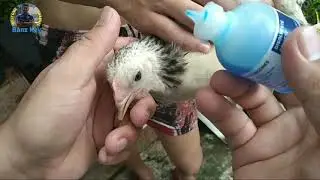 Paano mag vaccine ng manok at kalapati with b1b1 lasota vaccine #Freetimefarmer