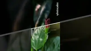 Flower Photography / Short Video / Nature Photography