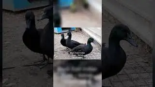 Black East Indian / Bebek Hitam Indian #duck #farming #animals #education #bebekhias